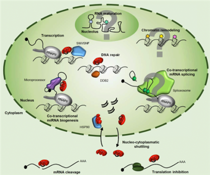 MicroRNA（miRNA）